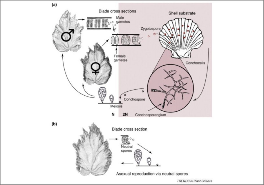 Клетка багрянки