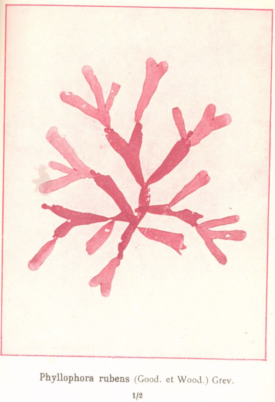 Красные водоросли порфира