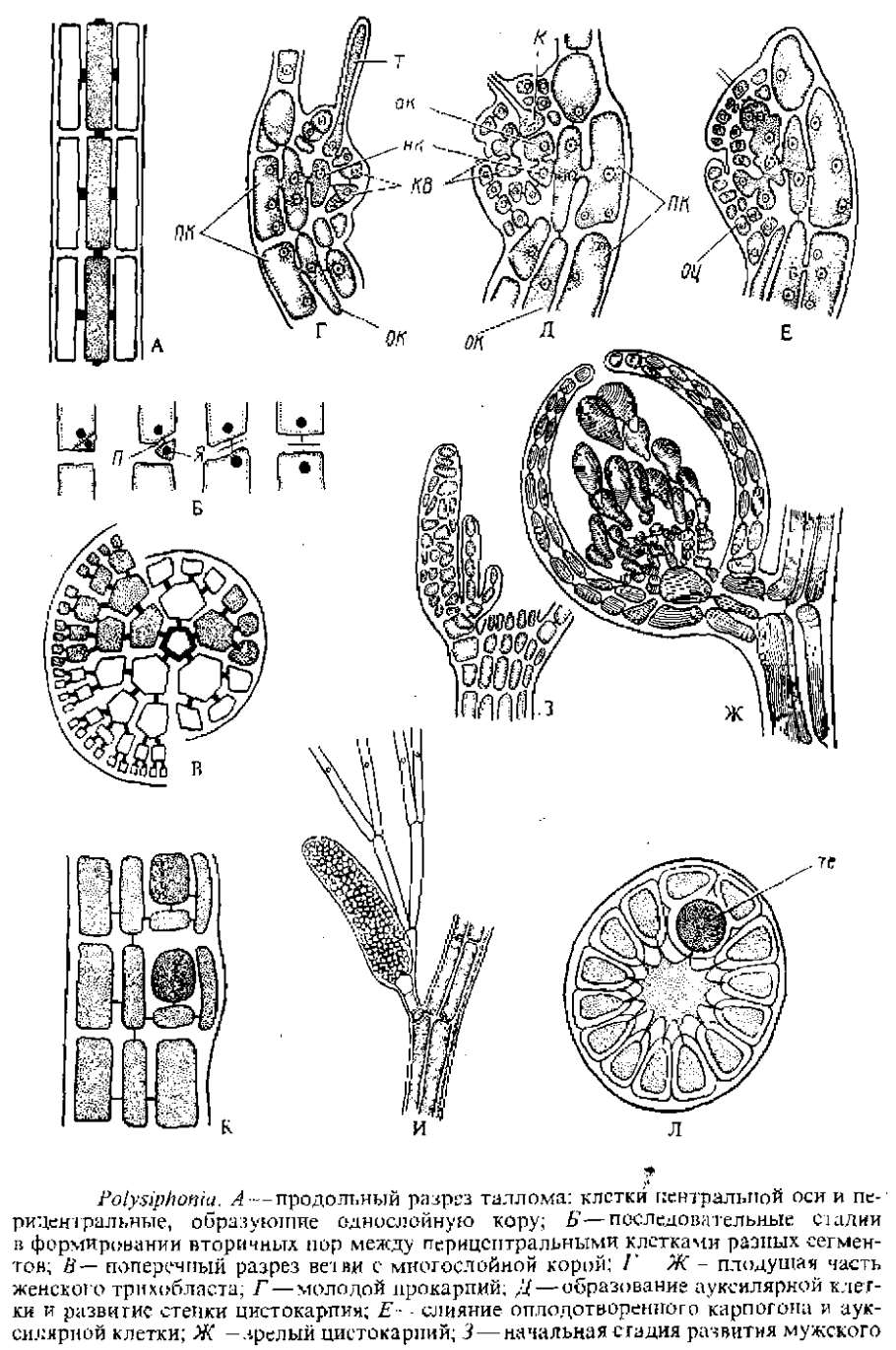 Фукус таллом