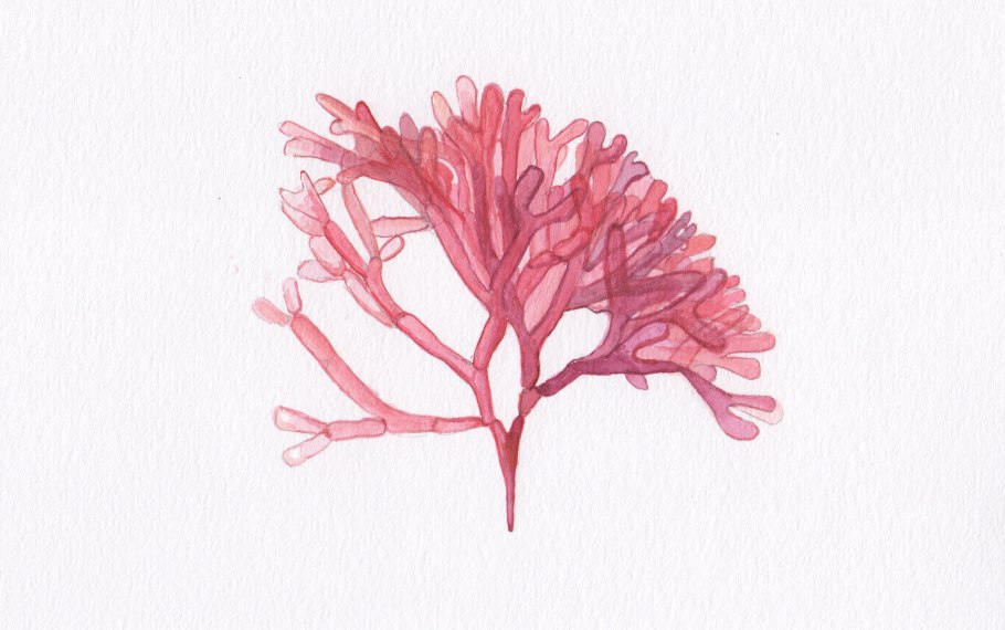 Саргассум одноклеточные или многоклеточные водоросли