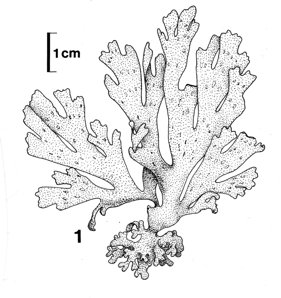 Красные водоросли (Rhodophyta)