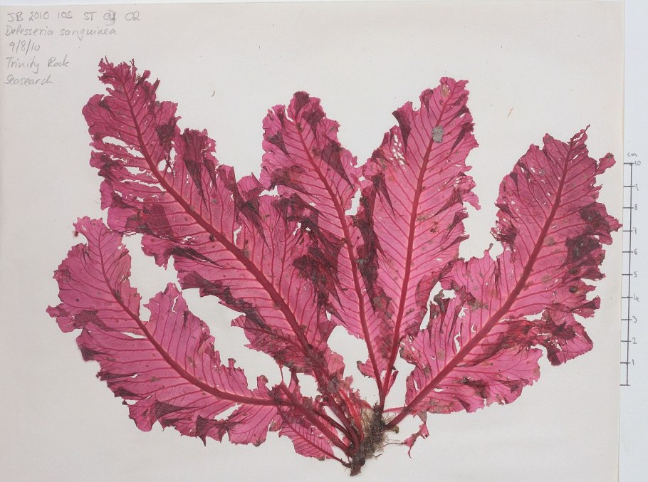 Классификация высших споровых растений схема