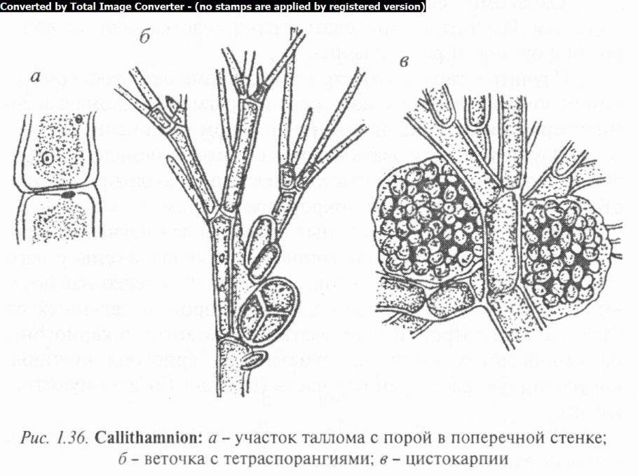 На белом фоне красных морских водорослей