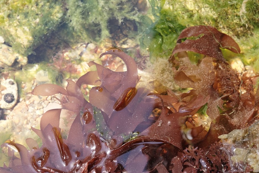 Клеточная стенка красных водорослей