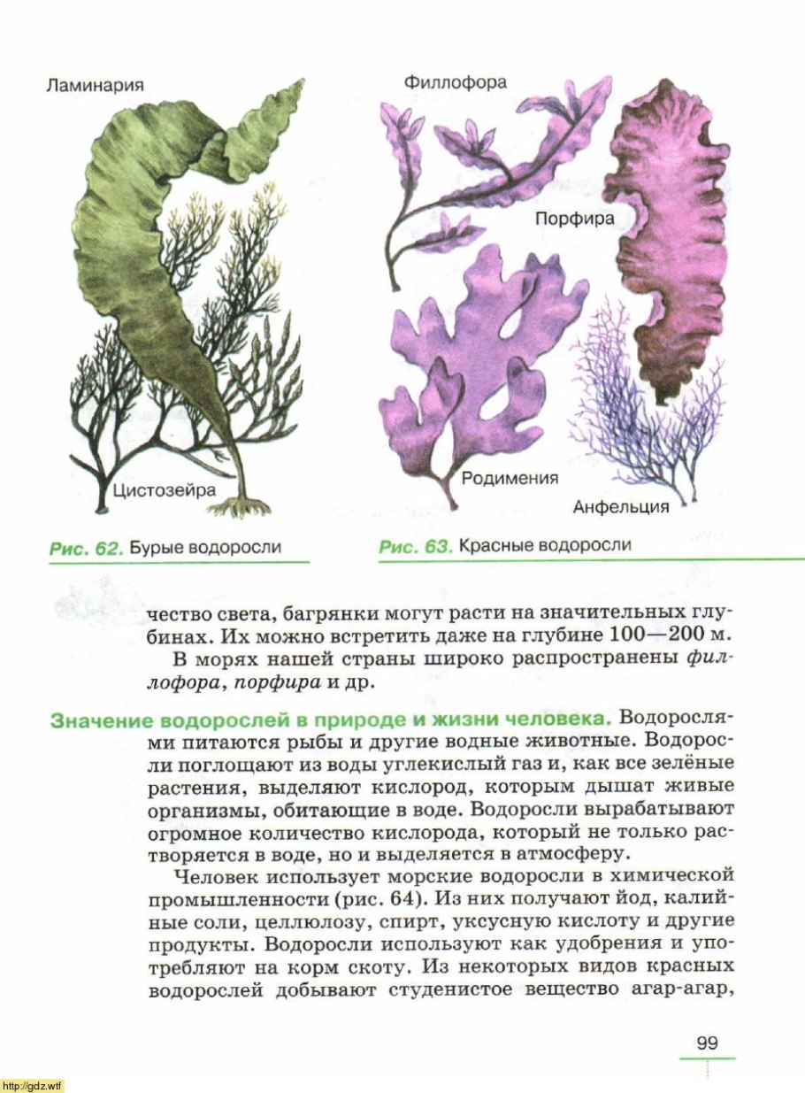 Водоросли черно белые