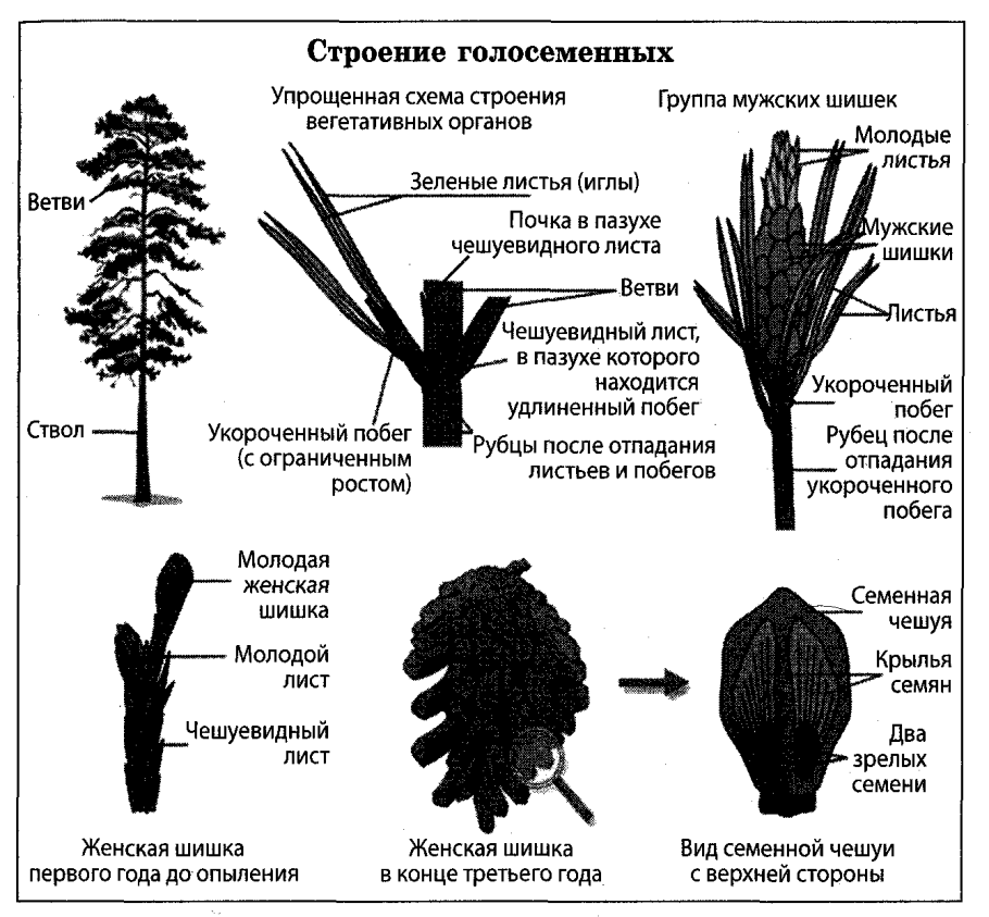 Строение голосеменных растений