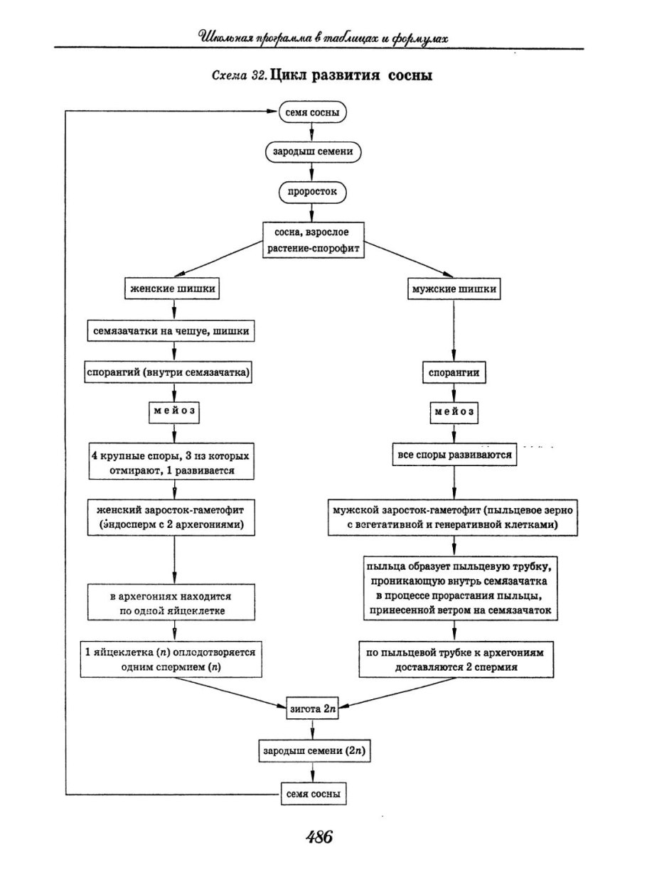 Оплодотворение голосеменных растений схема