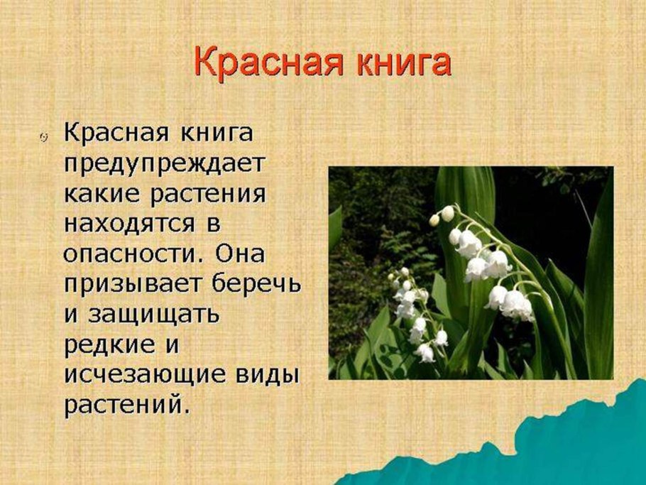 Растения из красной книги НСО