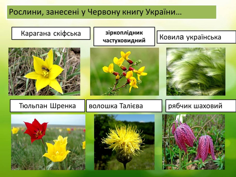 Лотос орехоносный красная