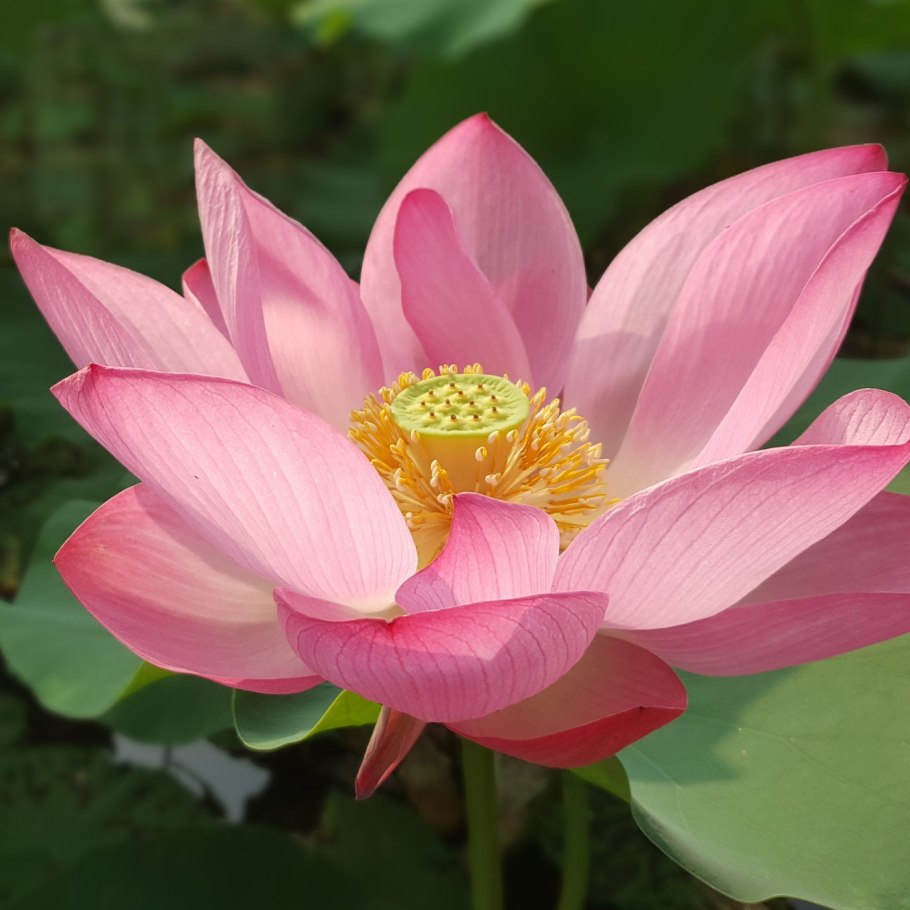 Растения красной книги степи