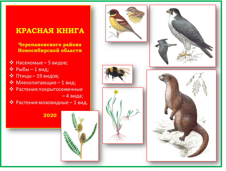 Прострел Патенс