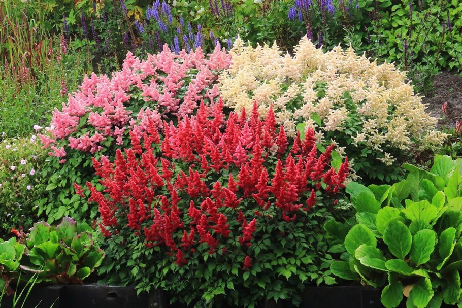Астильба китайская Суперба