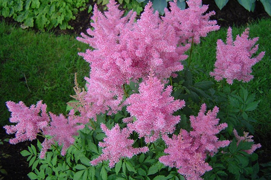 Астильба Gloria purpurea