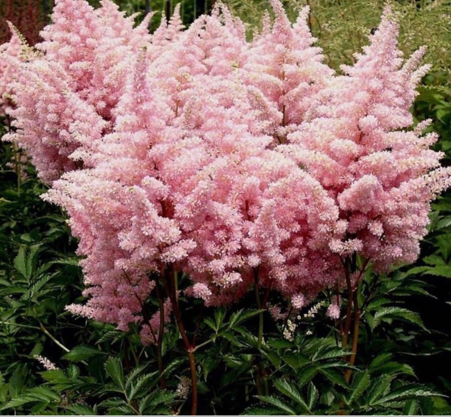 Астильба Арендса Уайтберри