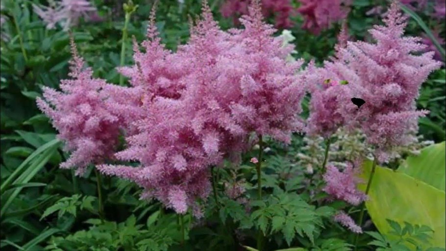 Долина реки клена - частный сад в Саутленд, новая Зеландия