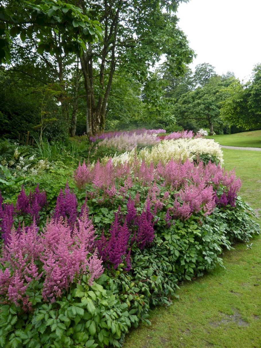 Астильба Файрберри