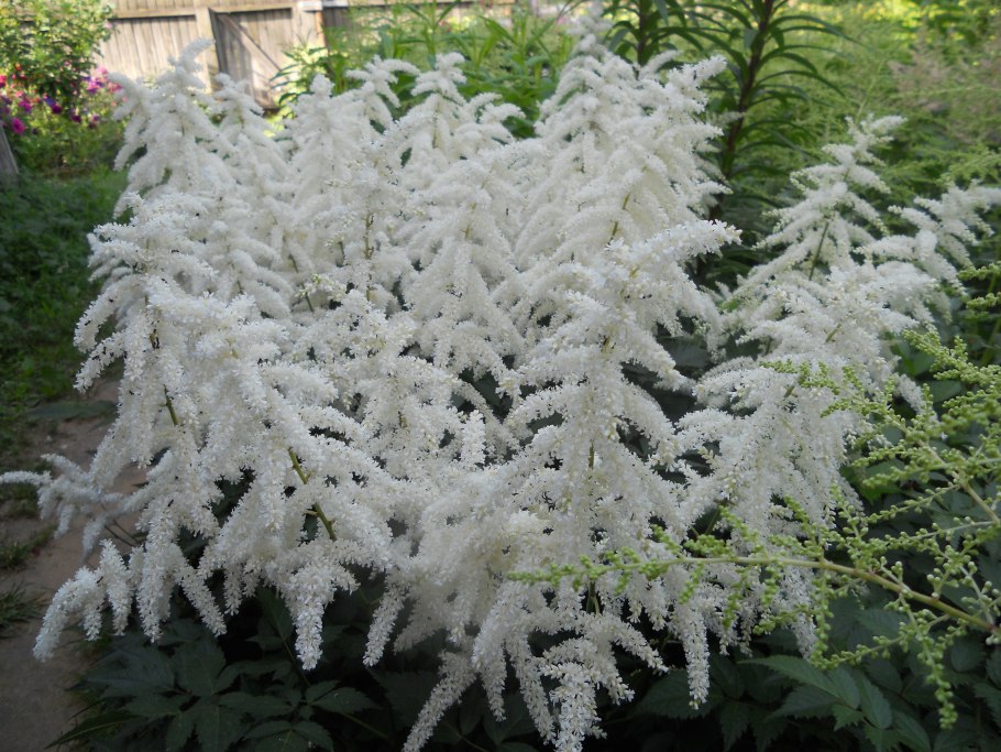 Астильба Арендса Federsee