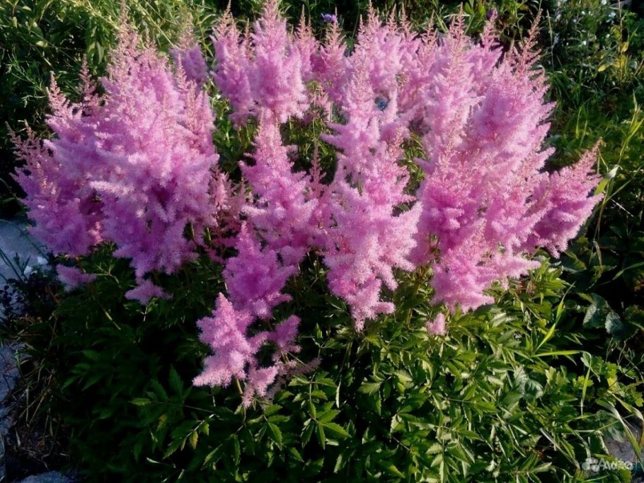 Астильба китайская Кардинал