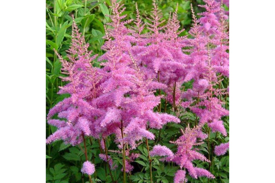 Астильба аметист