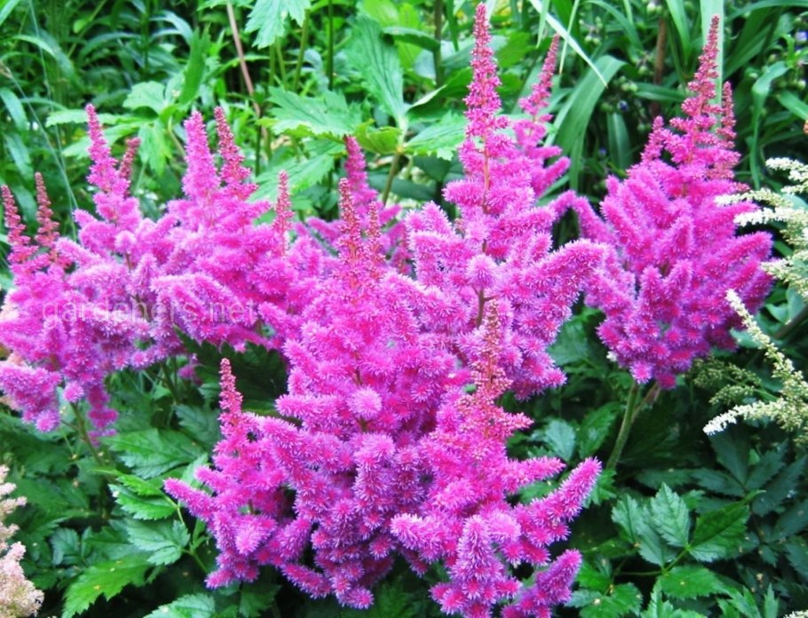 Астильба бургунди ред