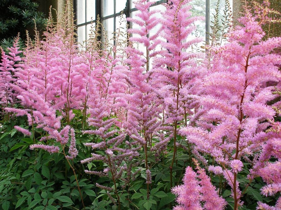 Астильба Арендса Эрика