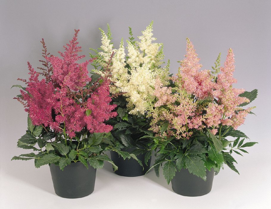 Астильба Фанал