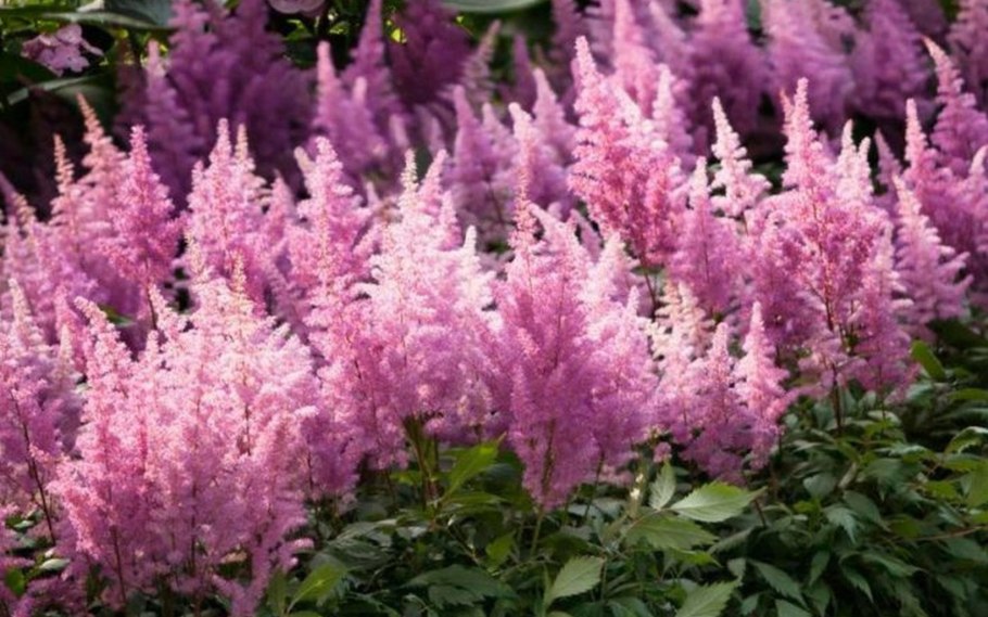 Астильба куст