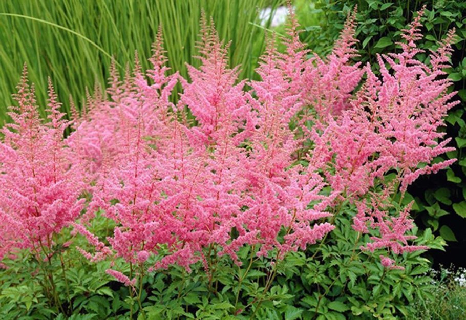 Астильба Арендса Спартан