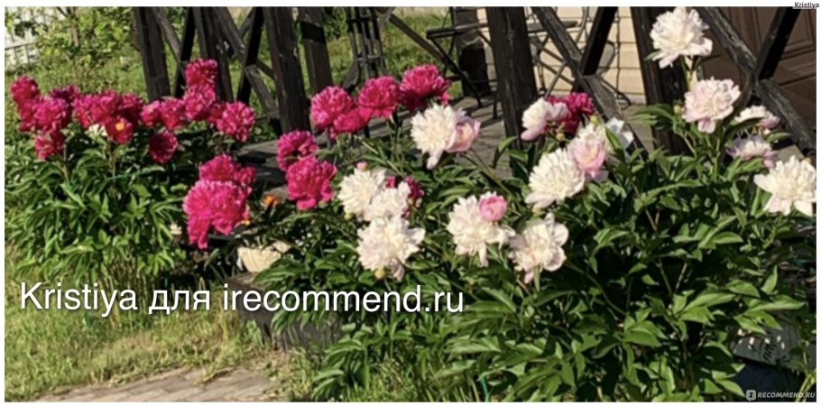 Пион старый замок