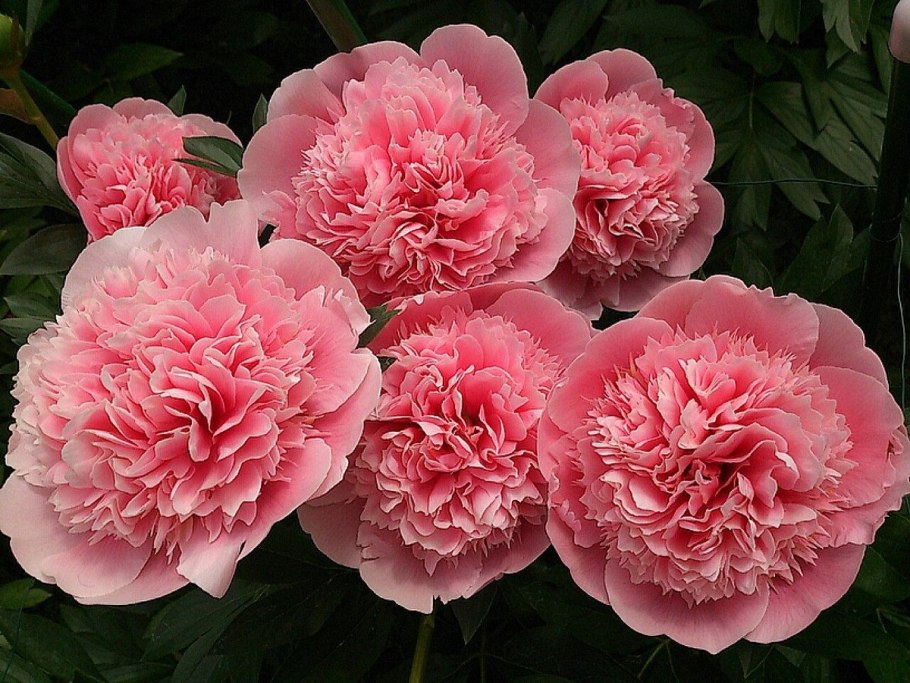 Пион Этчед Салмон Paeonia Etched Salmon
