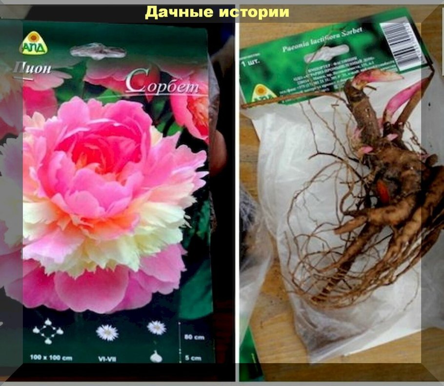 Деленка травянистого пиона