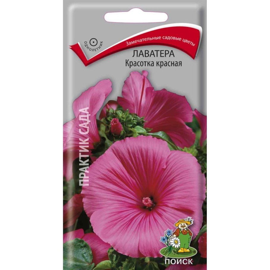 Лаватера Барнслей бэби