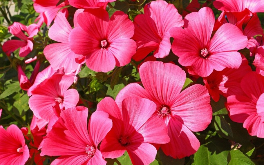 Лаватера Рубиновая