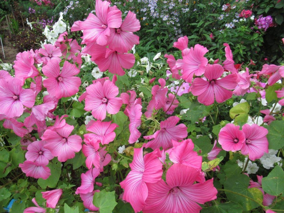 Лаватера Рубиновая чаша