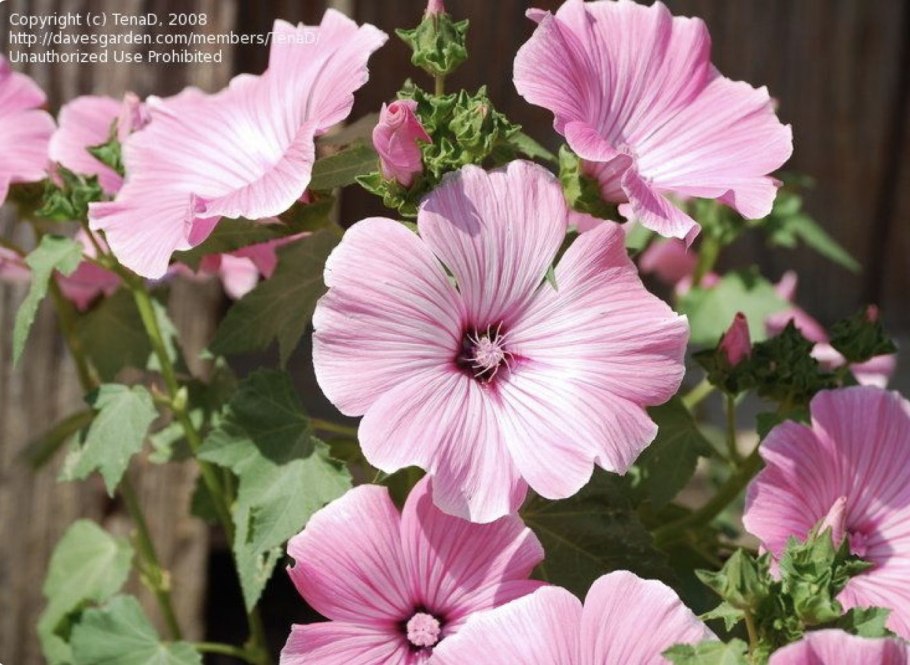 Лаватера Silver Cup