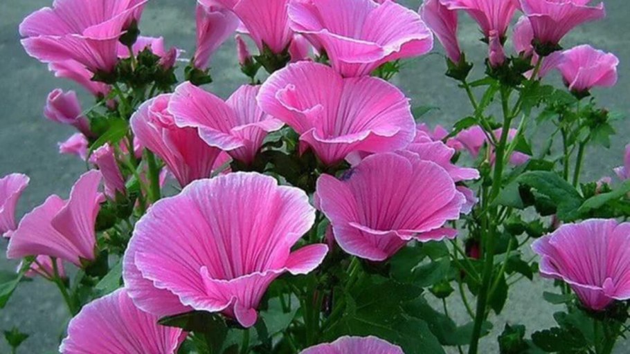 Лаватера хатьма