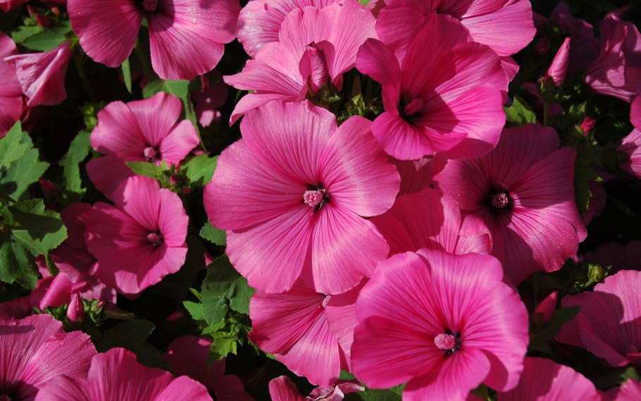 Лаватера "монт Блан"