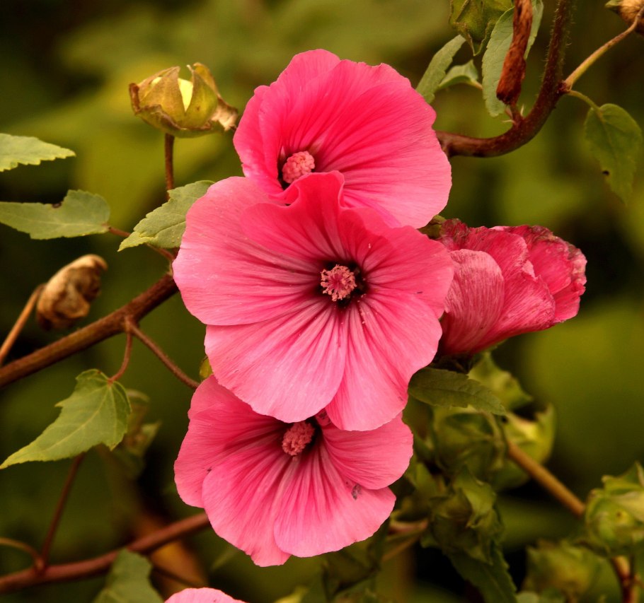 Лаватера Рубиновая