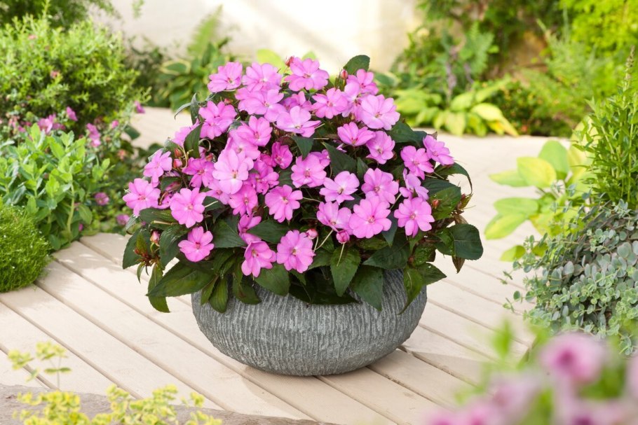 Датура куст