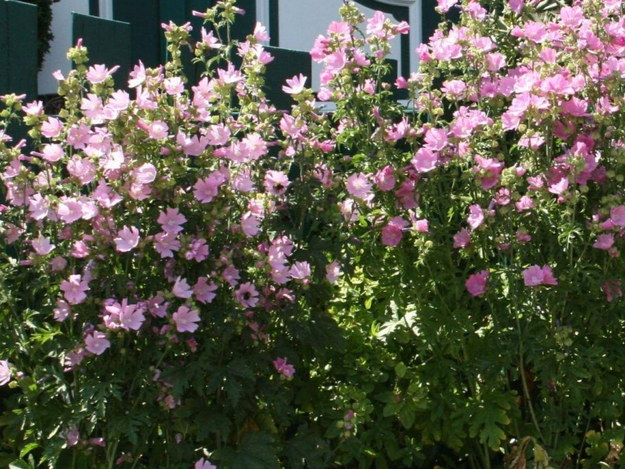 Бальзамин с петунией