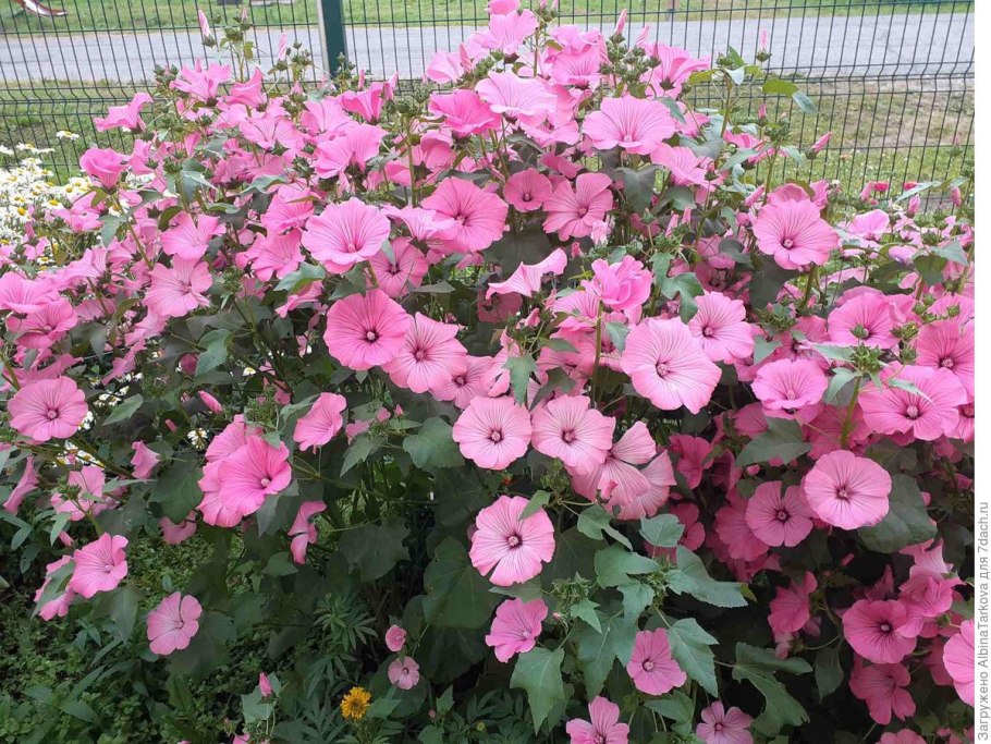 Лаватера однолетник