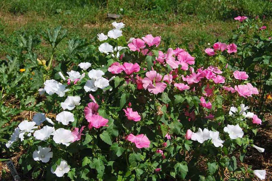 Лаватера (Lavatera)