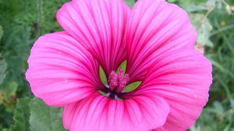 Мальва мускусная Альба