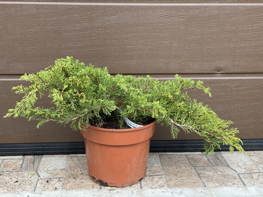 Juniperus Sabina Tamariscifolia