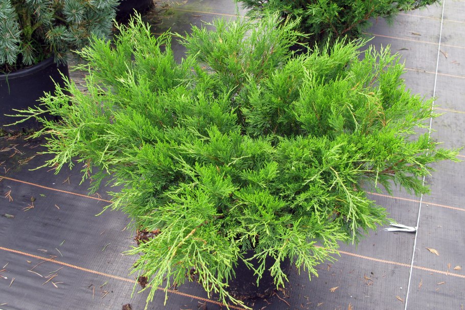 Можжевельник казацкий Tamariscifolia