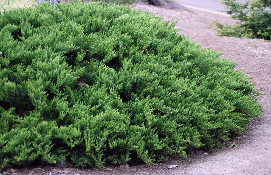 Можжевельник казацкий Juniperus Sabina “Tamariscifolia”