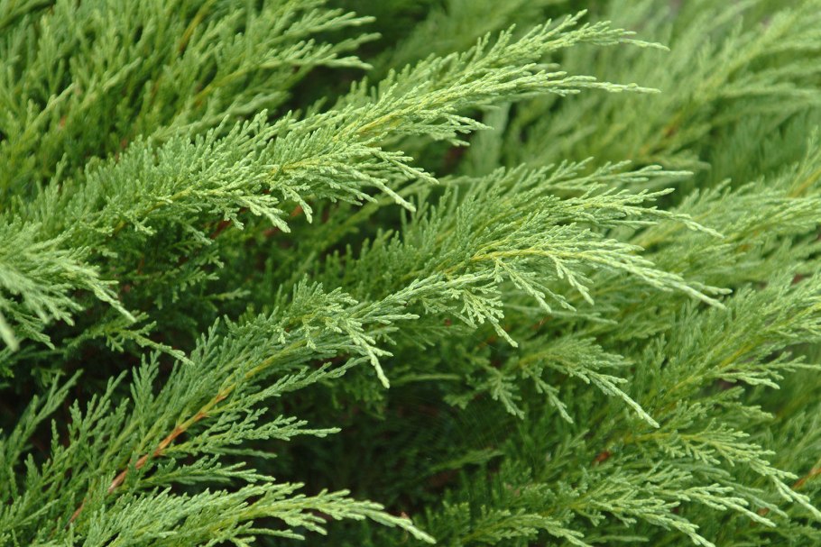 Можжевельник казацкий Тамарисцифолия (Juniperus Sabina Tamariscifolia)