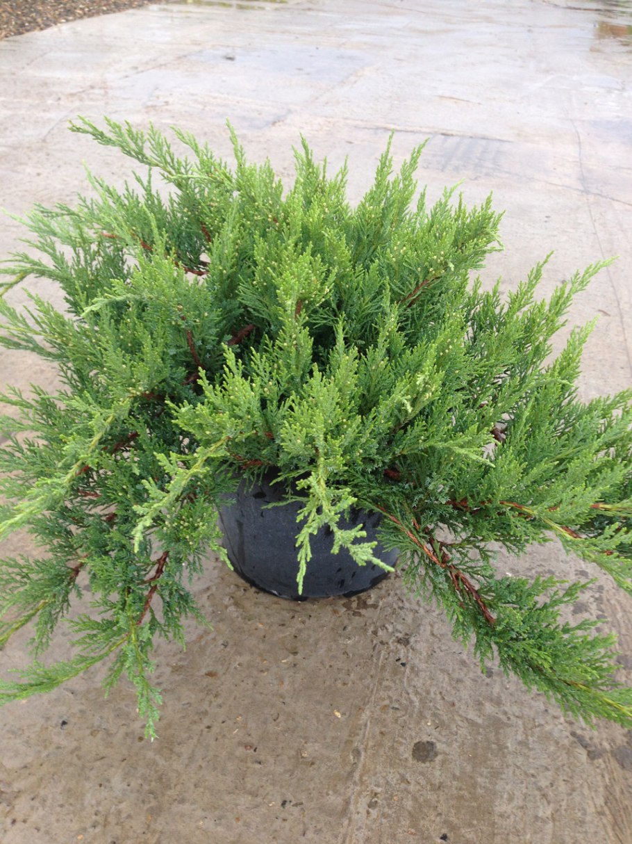 Можжевельник казацкий glauca