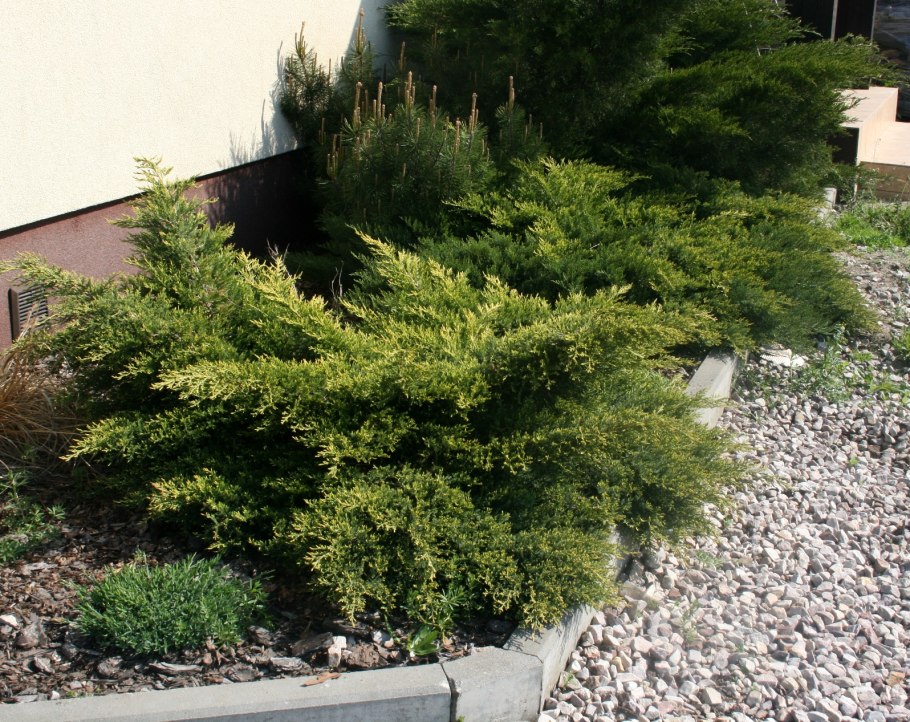Можжевельник казацкий Juniperus Sabina