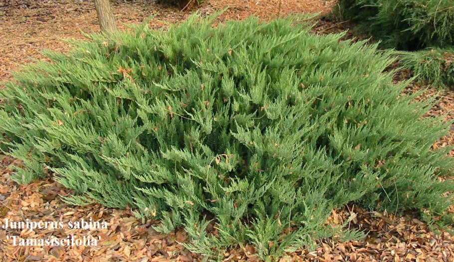 Можжевельник казацкий Tamariscifolia